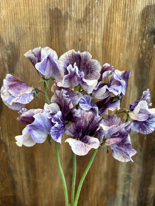 Sweet Pea 'Earl Grey' NEW!
