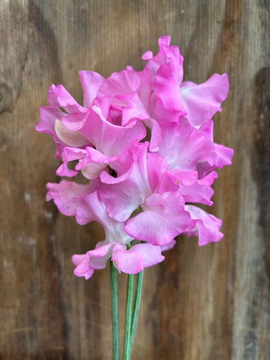 Sweet Pea 'Gwendoline' NEW!