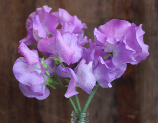 Sweet Pea 'Jacqueline Ann'