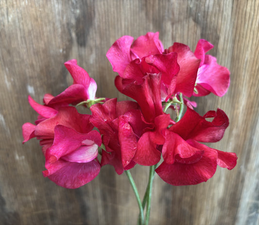 Sweet Pea 'Lipstick' NEW!