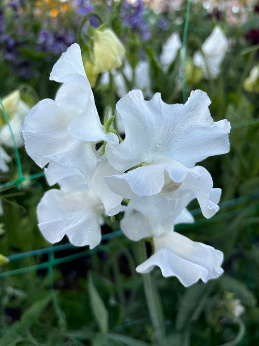 Sweet Pea 'Memorial Flight' NEW!