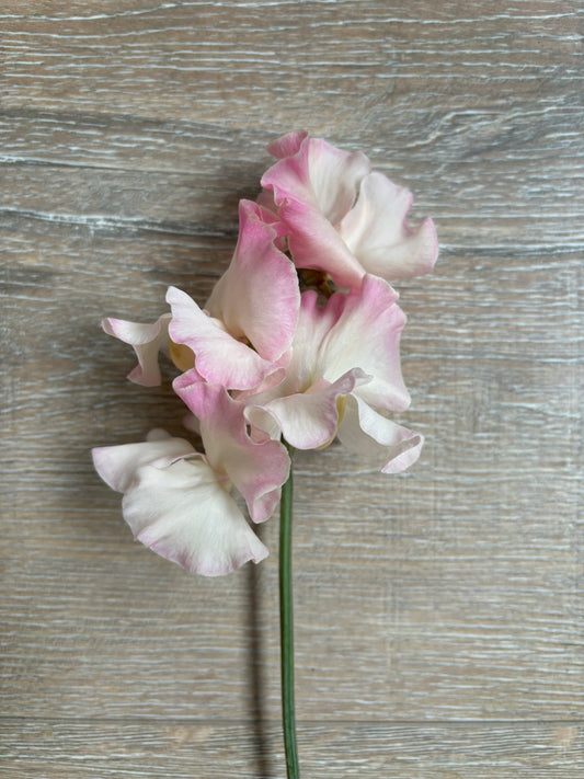 Sweet Pea 'Mollie Rilstone' NEW!