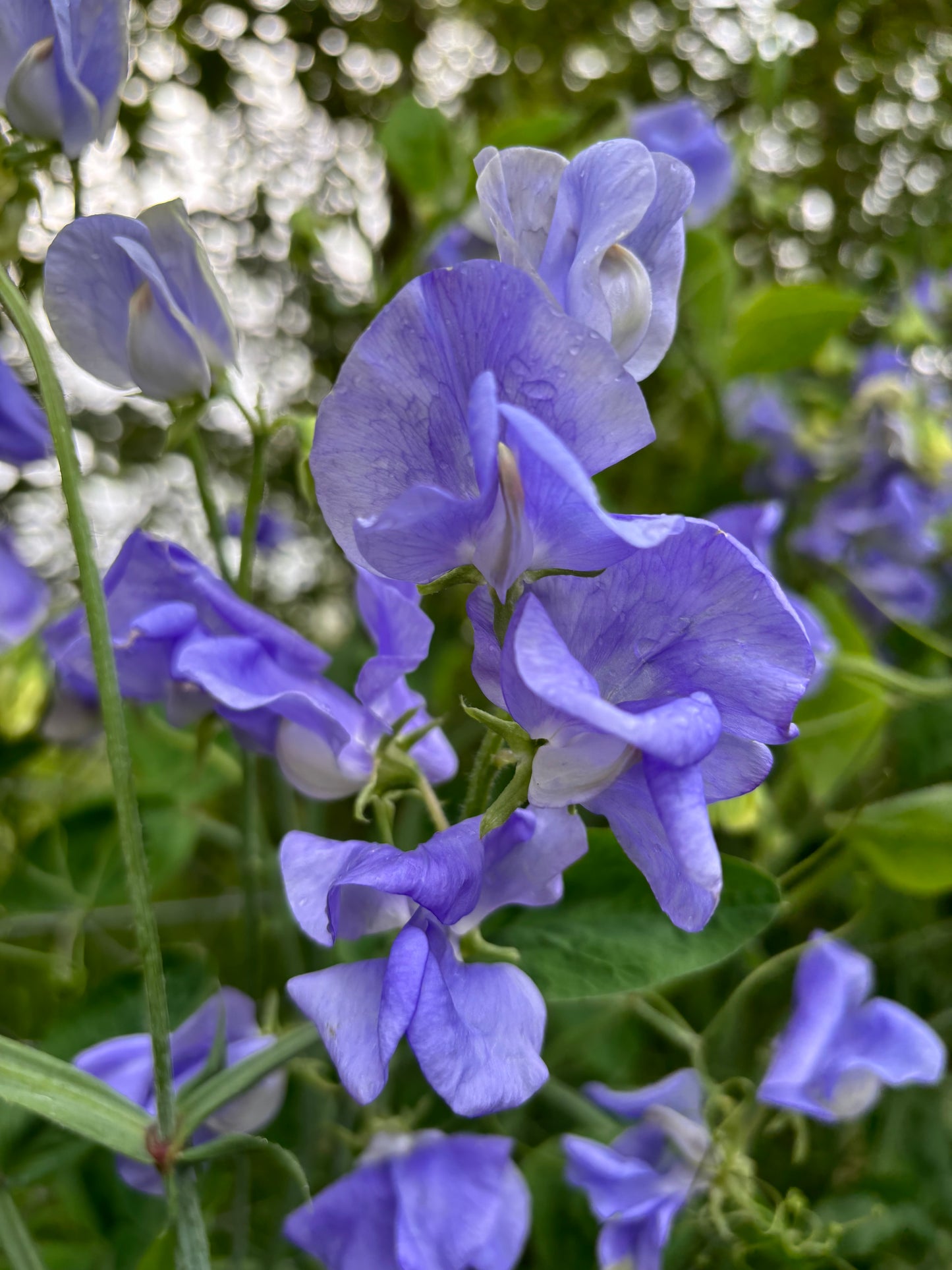 Sweet Pea 'NZ Gardener' NEW!