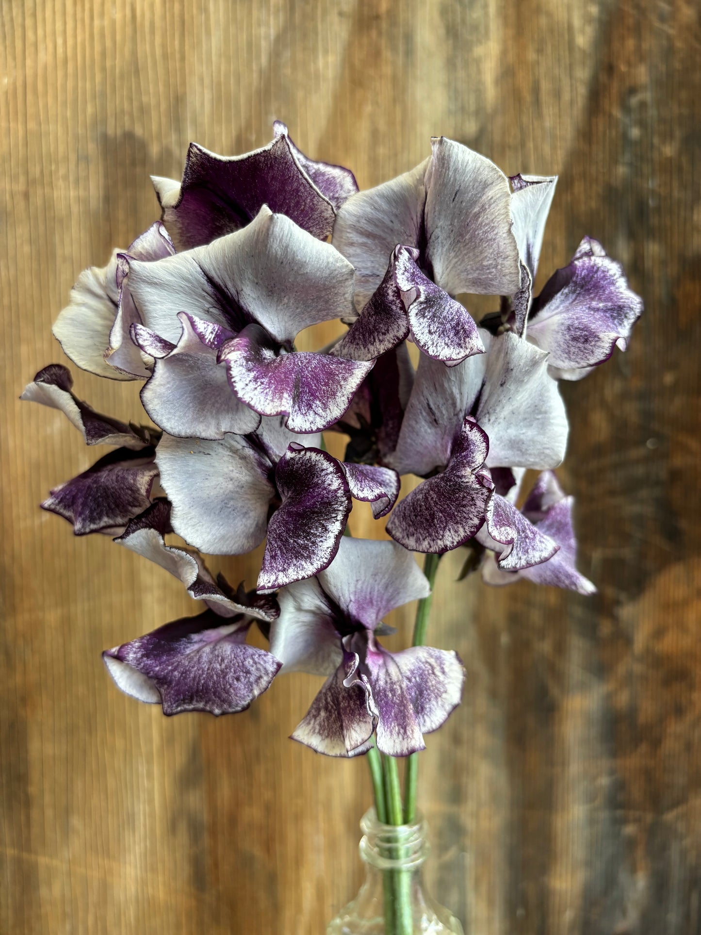 Sweet Pea 'Nimbus' NEW!