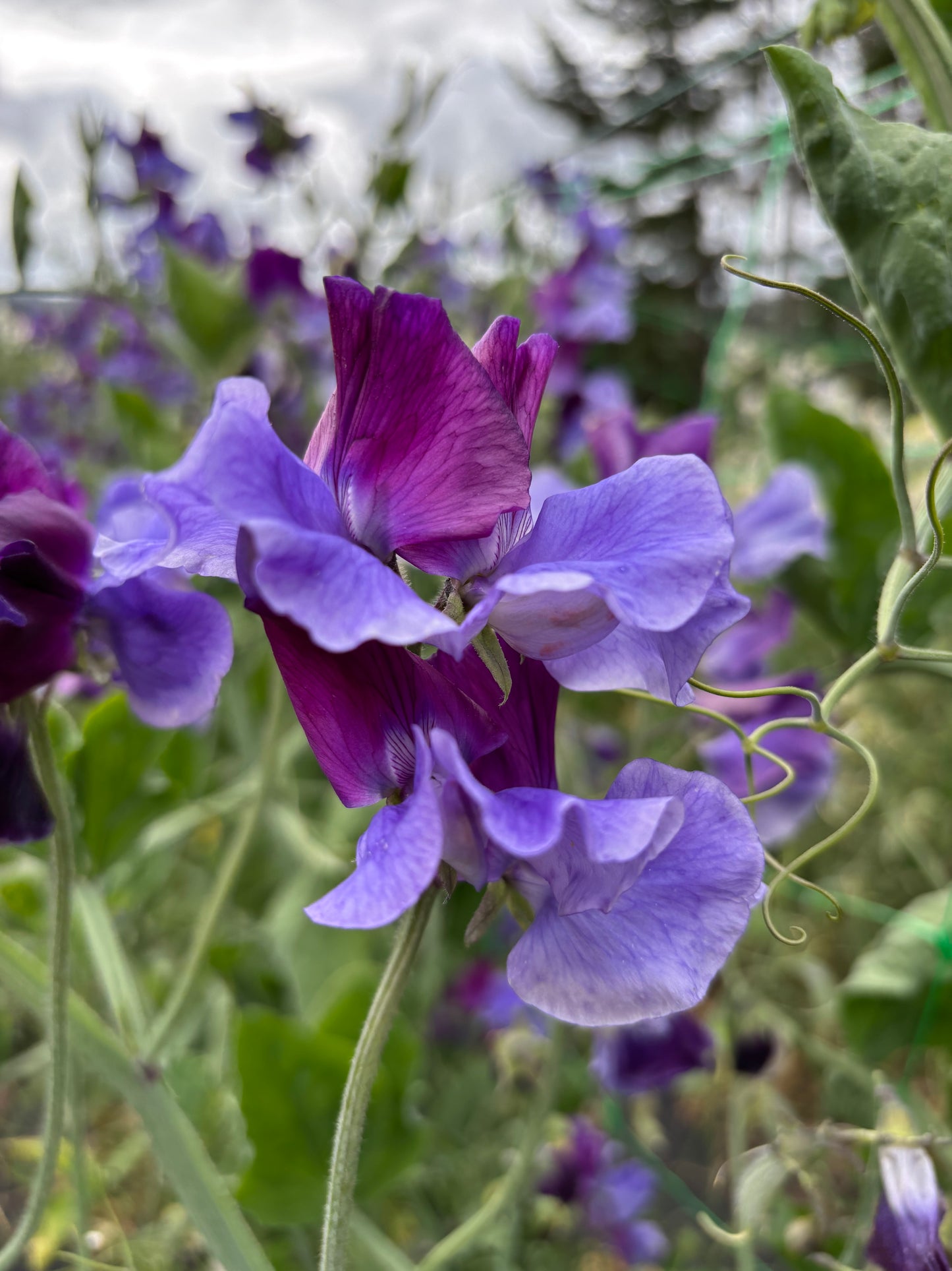 Sweet Pea 'North Shore' NEW!