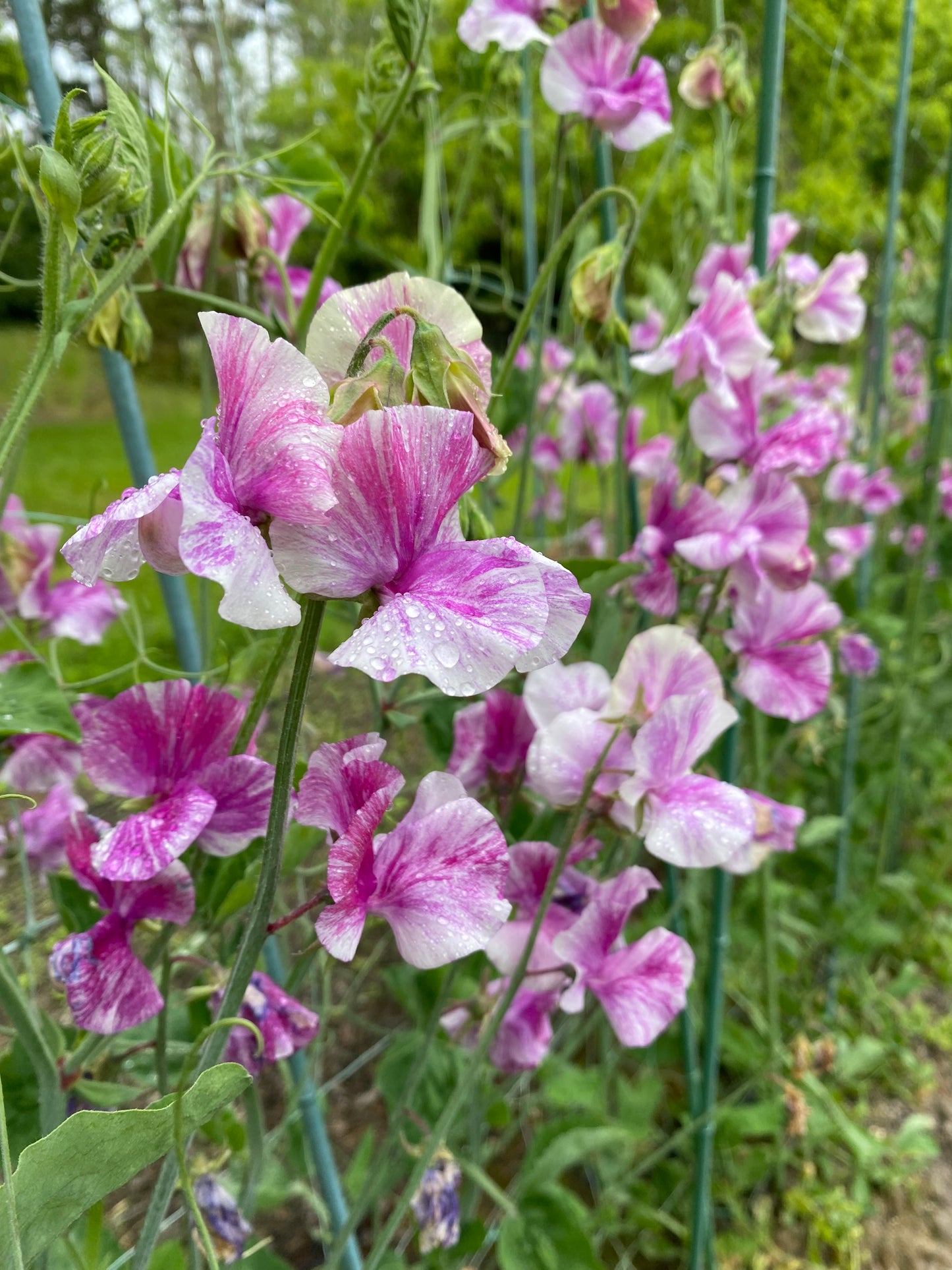 Sweet Pea 'Pandemonium' NEW!