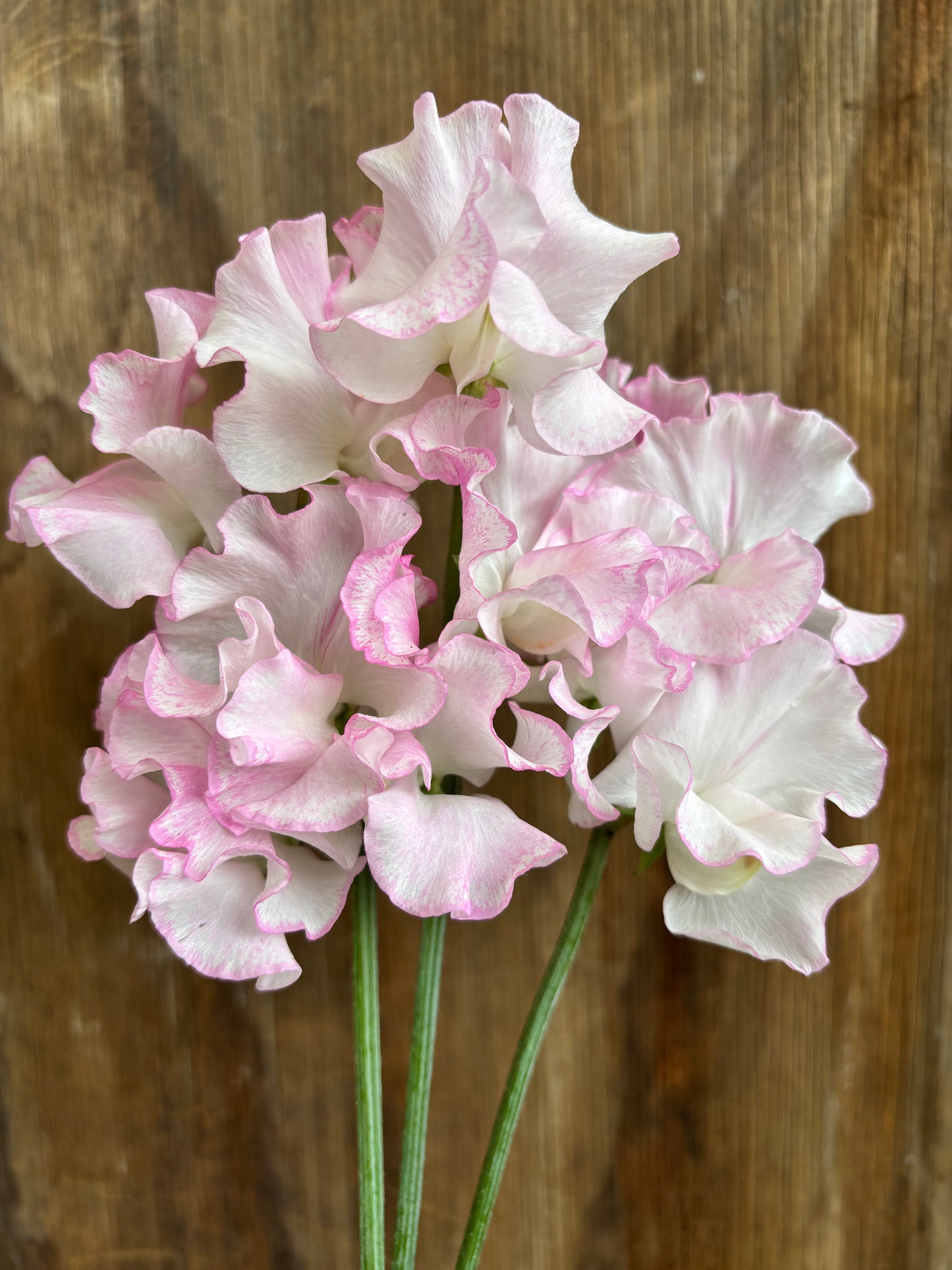 Sweet Pea 'Queen of Hearts' NEW!