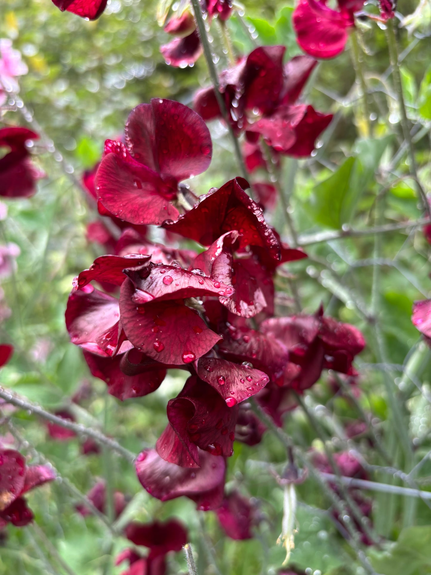 Sweet Pea 'Retro Red' New!