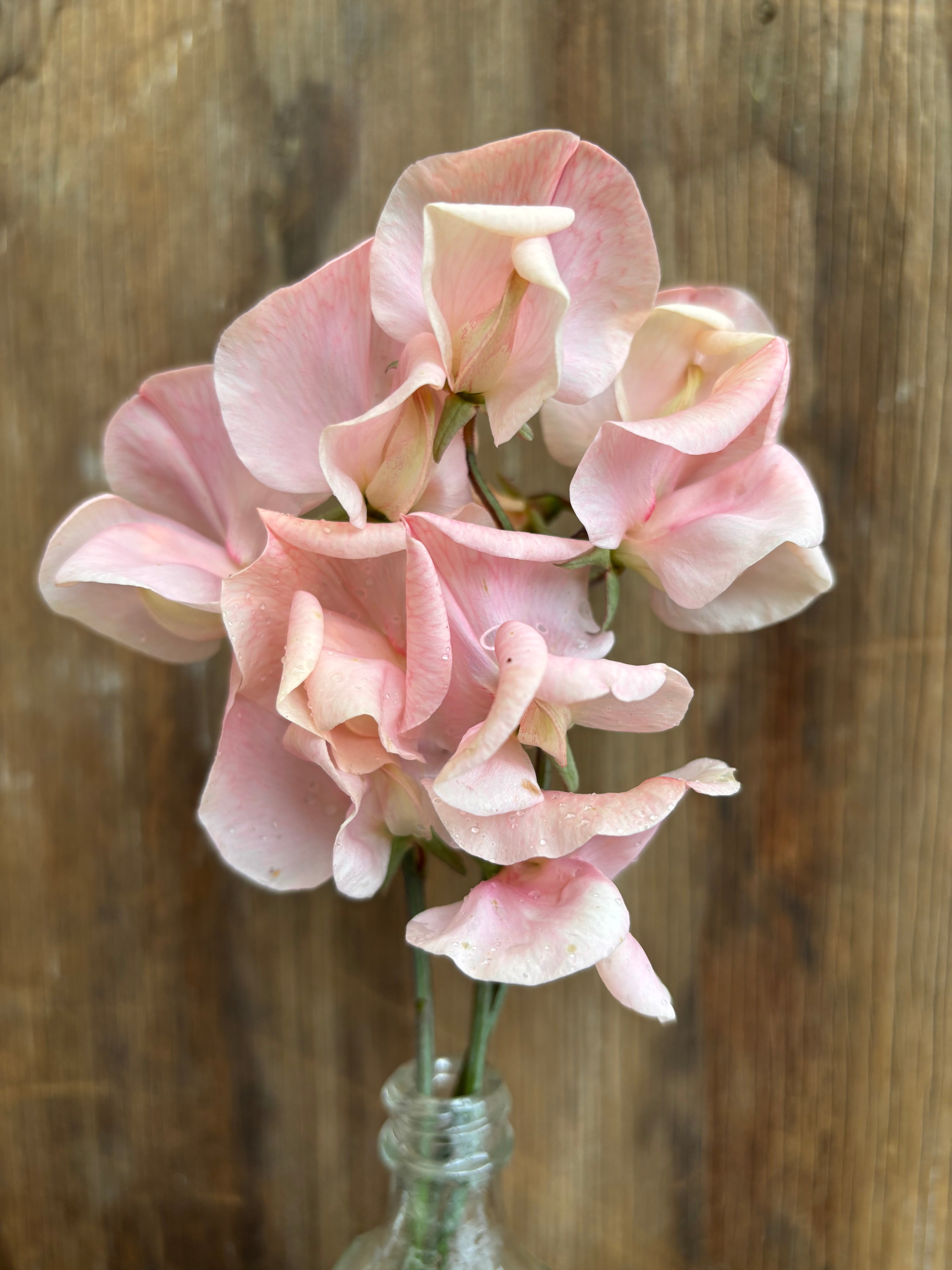 Sweet Pea 'Shell Pink' – Garden on the Hill