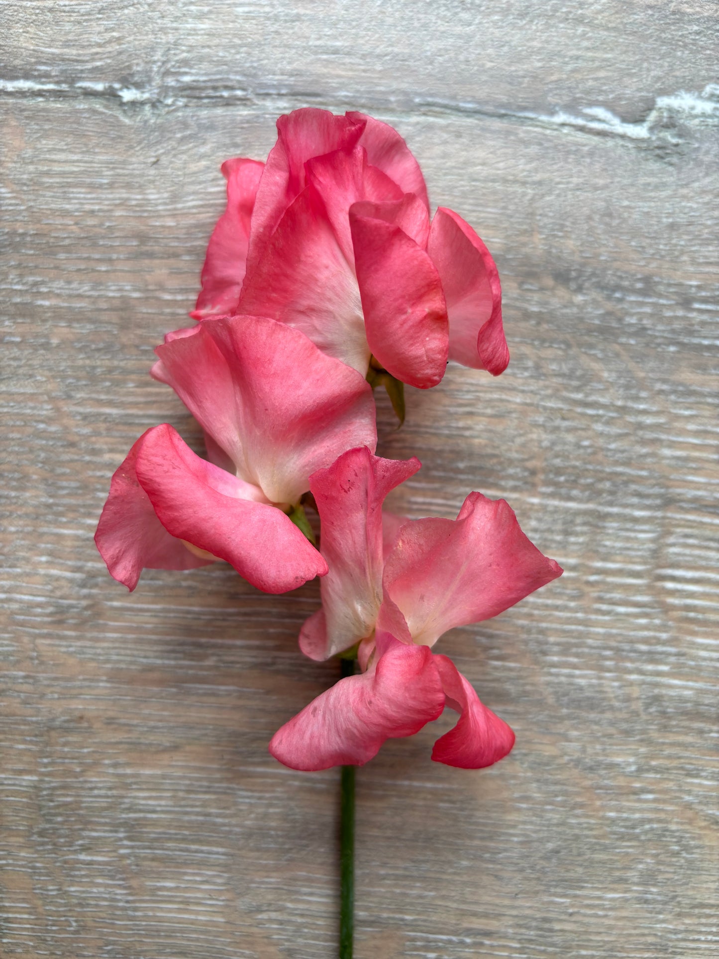 Sweet Pea 'Watermelon' NEW!