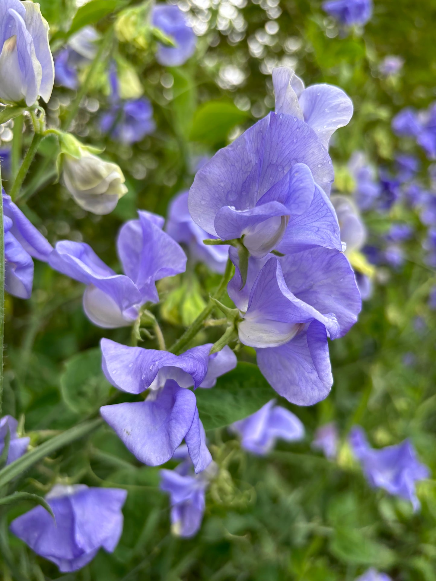 Sweet Pea 'NZ Gardener' NEW!