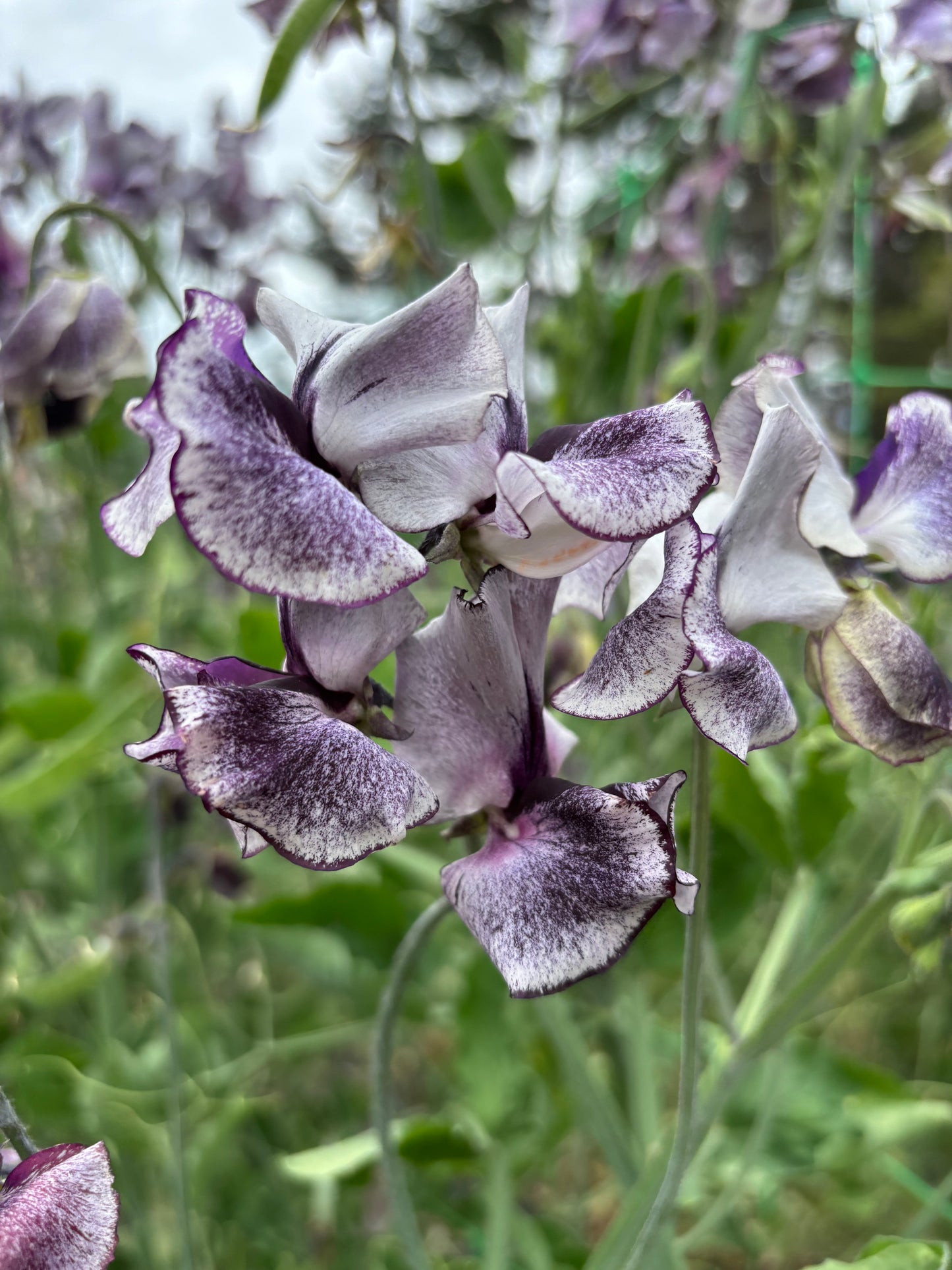 Sweet Pea 'Nimbus' NEW!