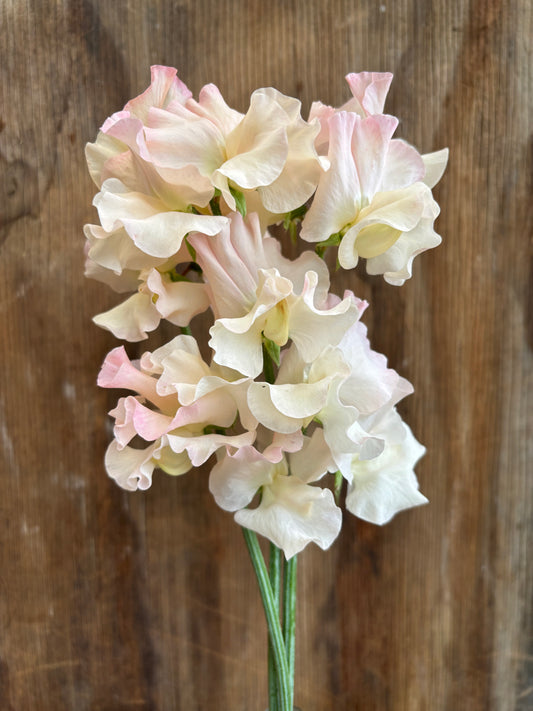 Sweet Pea 'Piggy Sue'