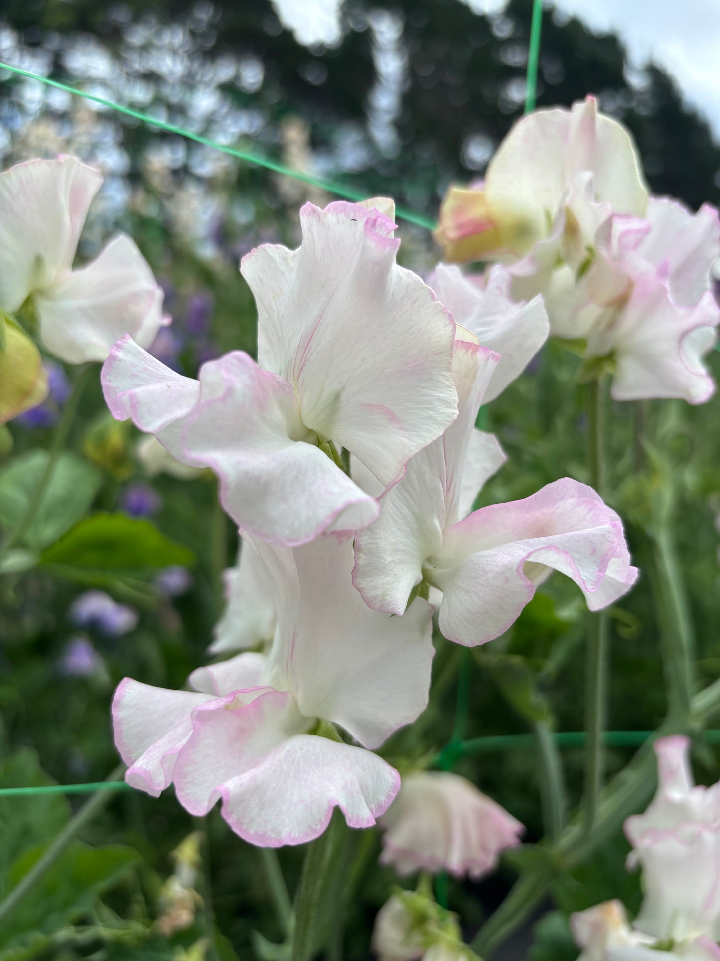 Sweet Pea 'Queen of Hearts' NEW!