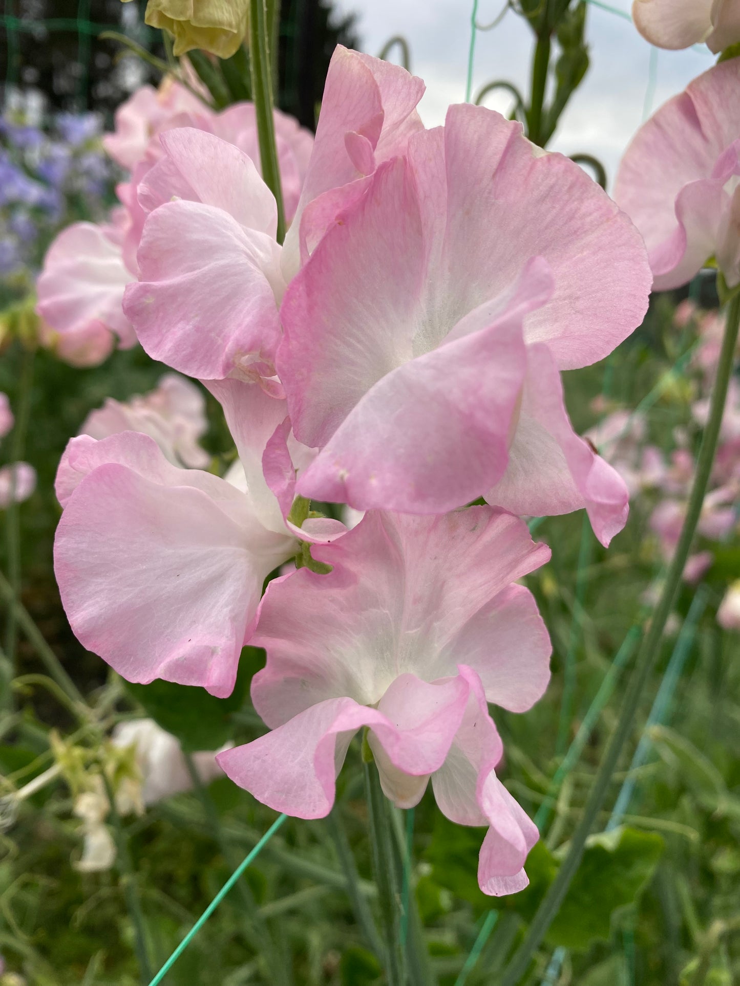 Sweet Pea 'Southbourne' NEW!