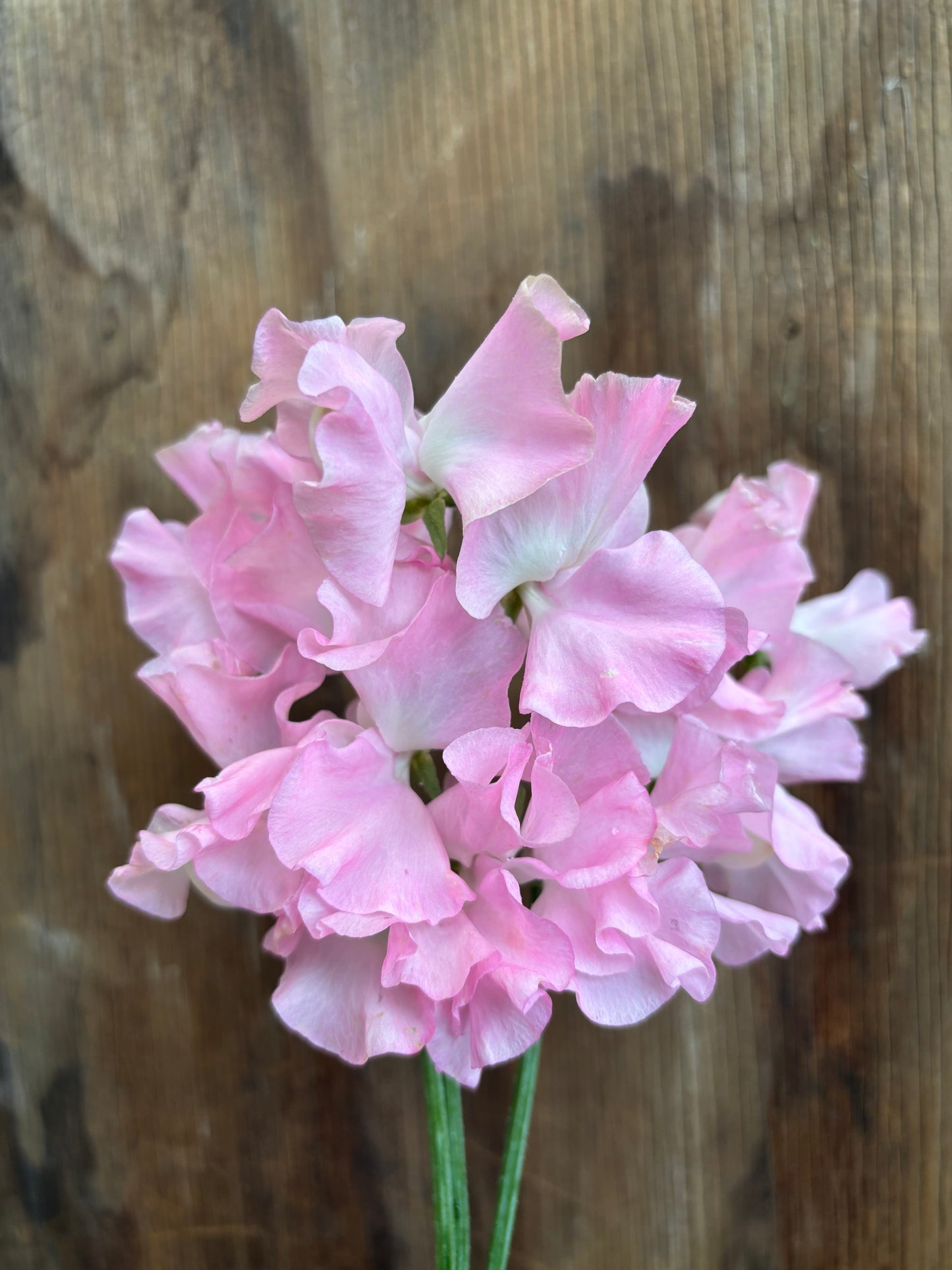 Sweet Pea 'Southbourne' NEW!