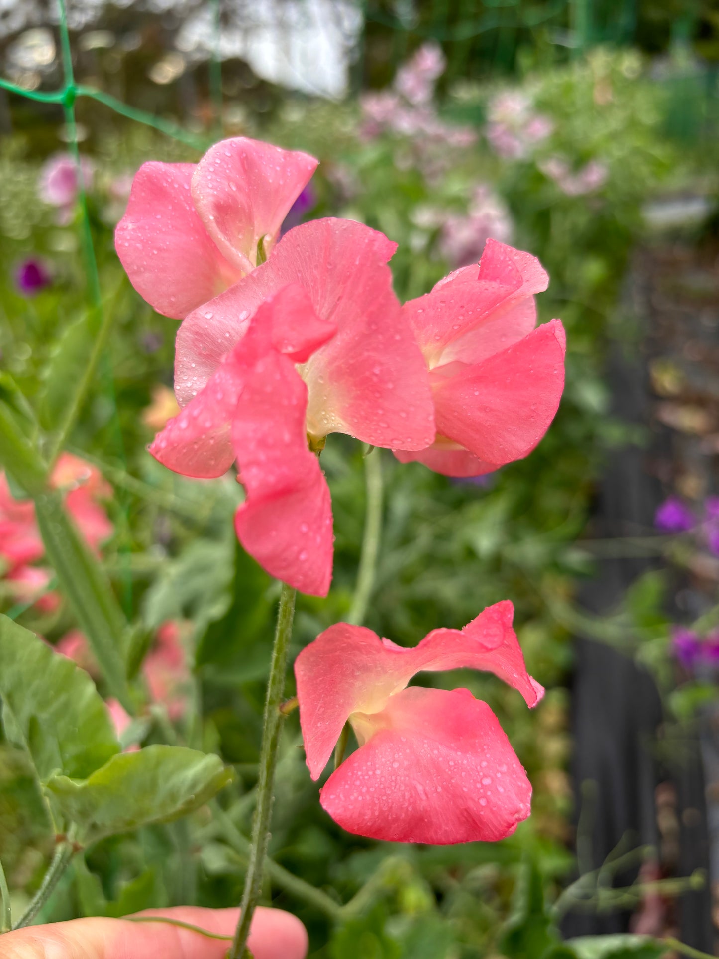 Sweet Pea 'Watermelon' NEW!