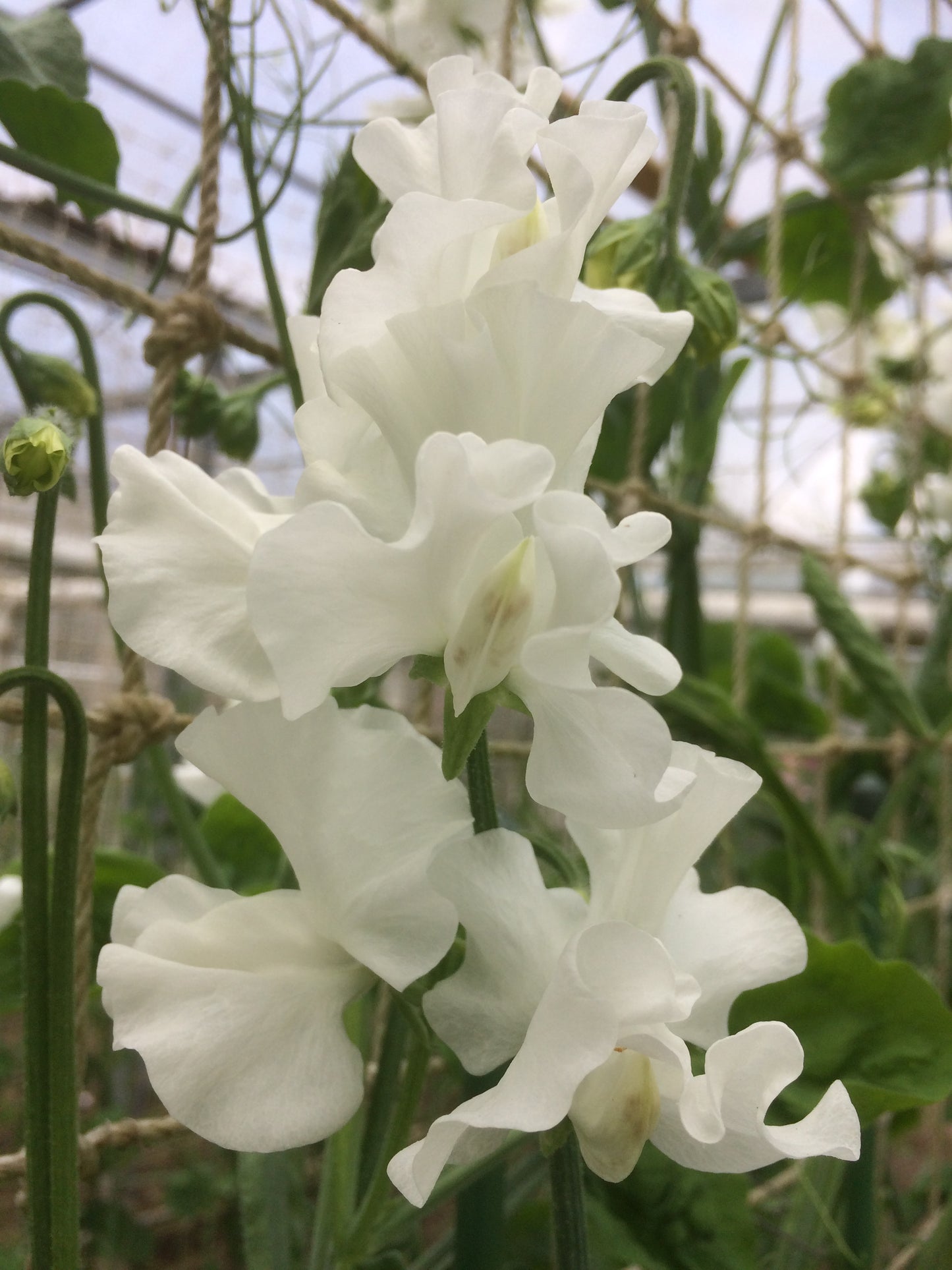 Sweet Pea 'Aoraki'