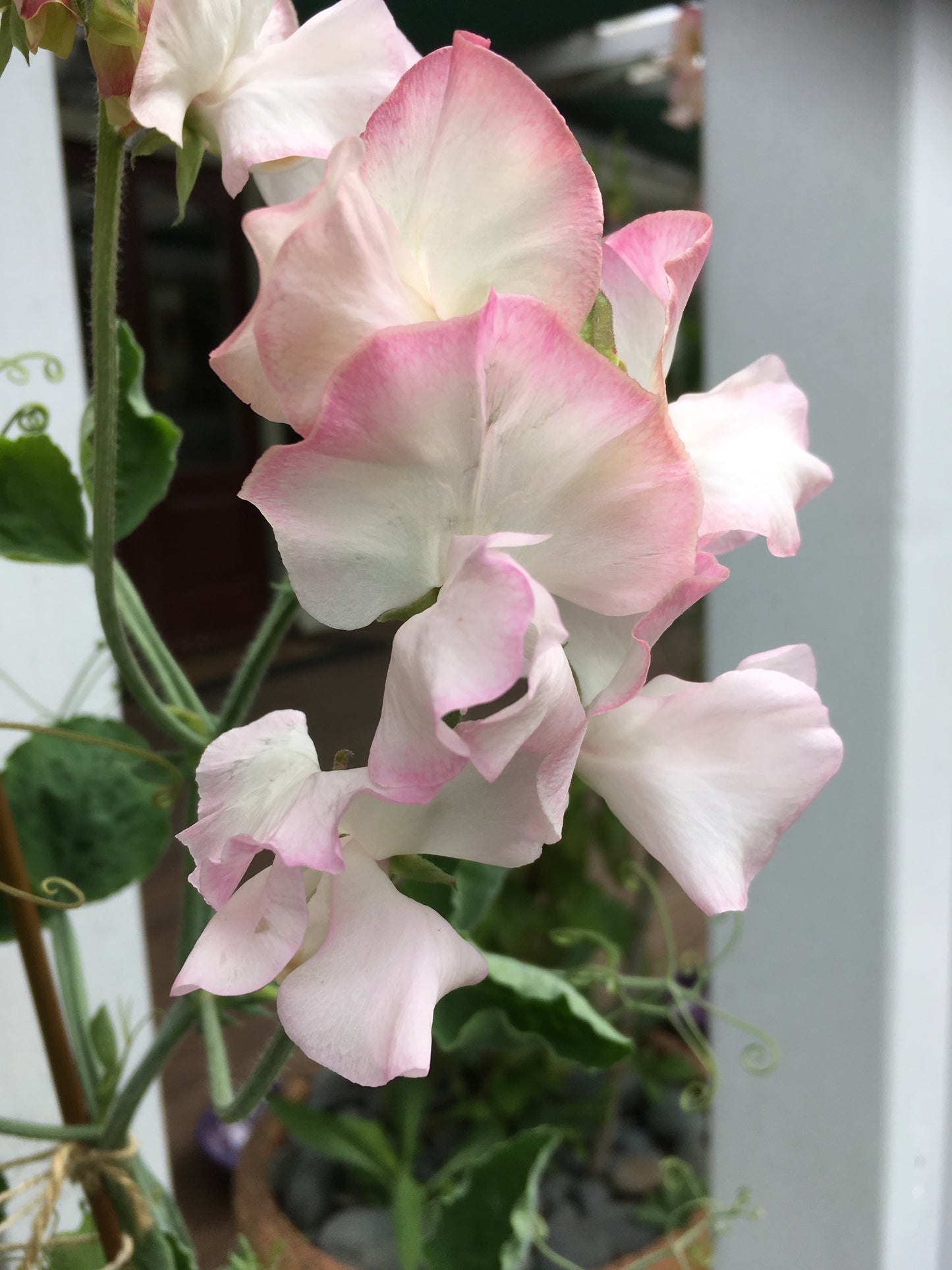 Sweet Pea 'Bix'