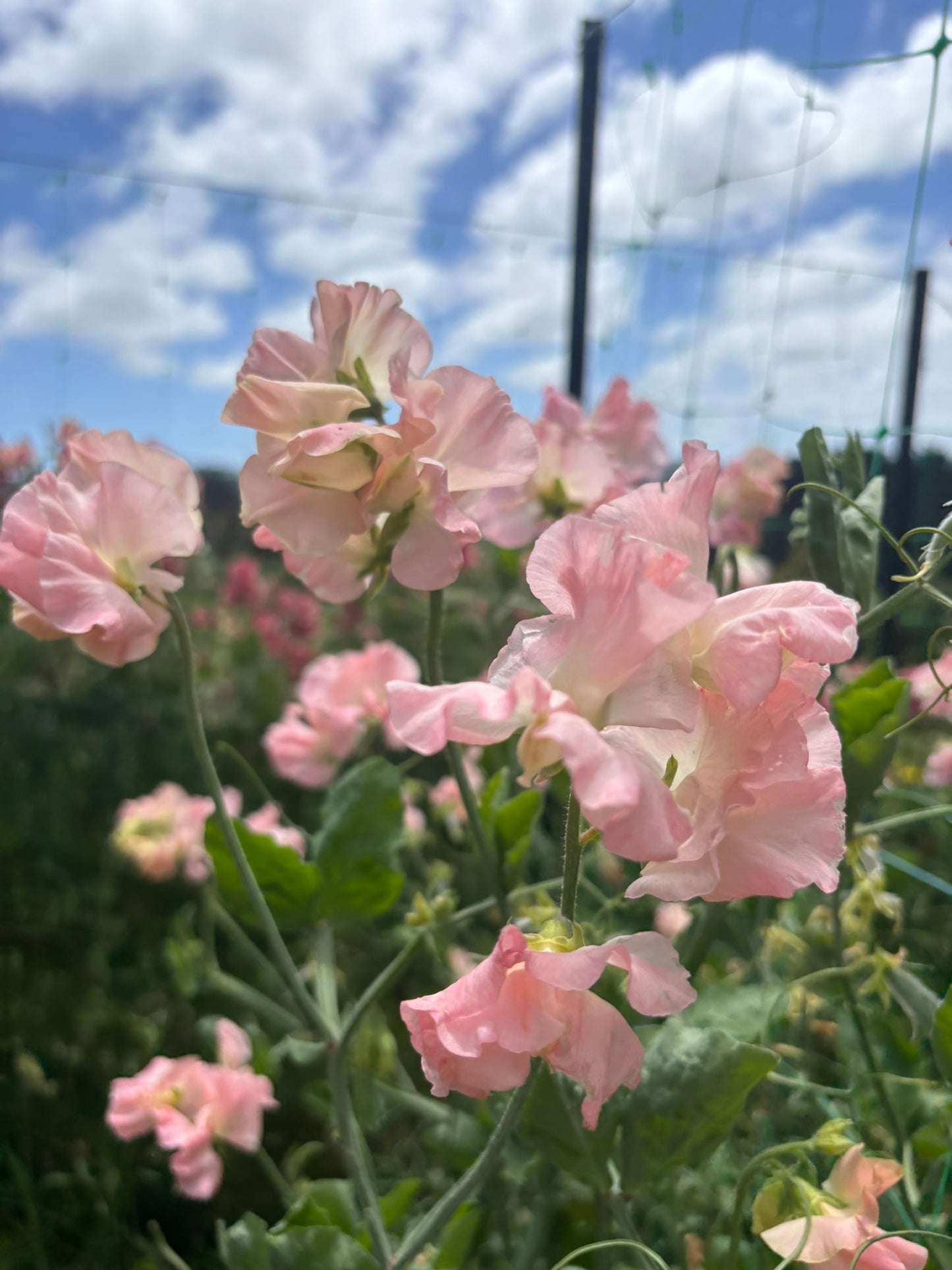 Sweet Pea 'Terry Wogan' NEW!