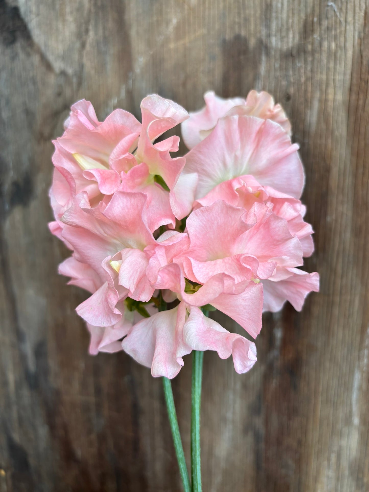 Sweet Pea 'Terry Wogan' NEW!