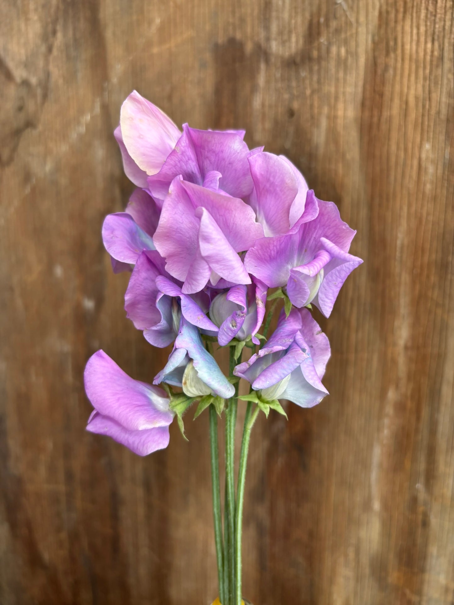 Sweet Pea 'Turquoise Lagoon’ NEW!