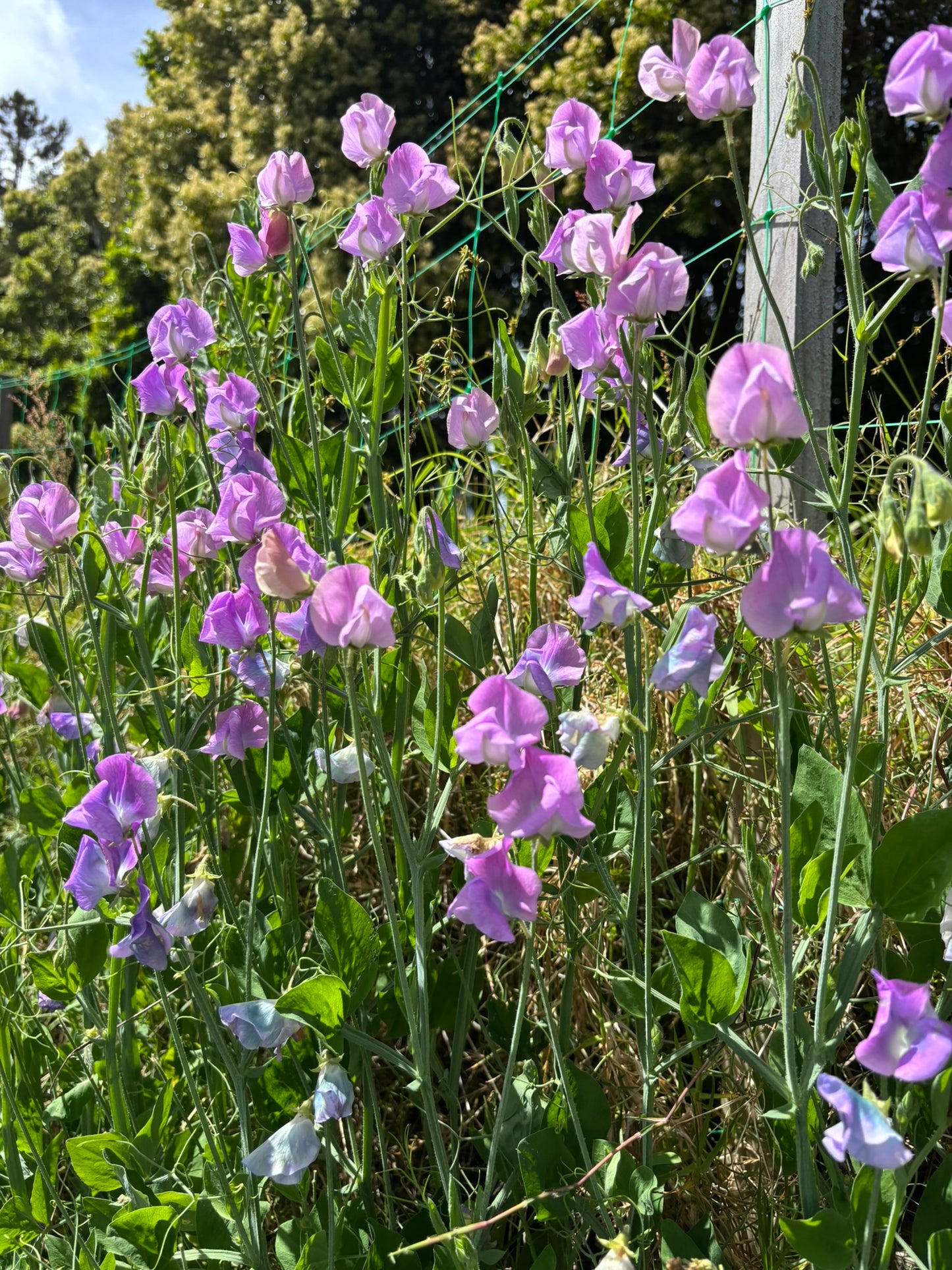 Sweet Pea 'Turquoise Lagoon’ NEW!