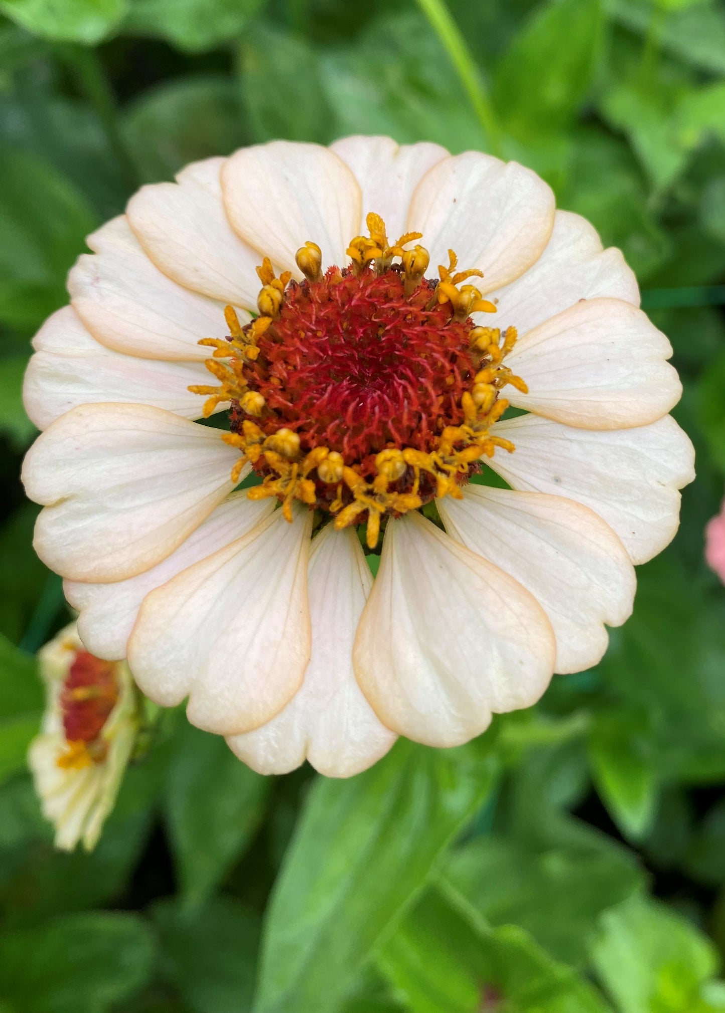 Zinnia 'Zinderella Peach'