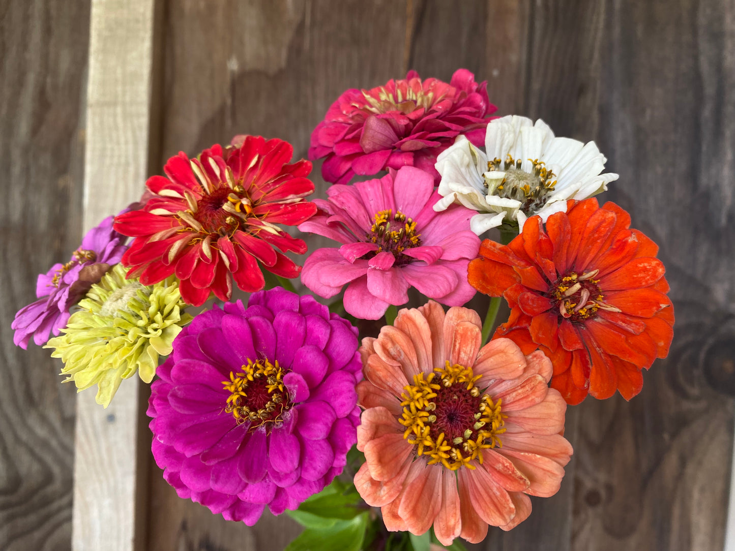 Zinnia Mystery Mix NEW!