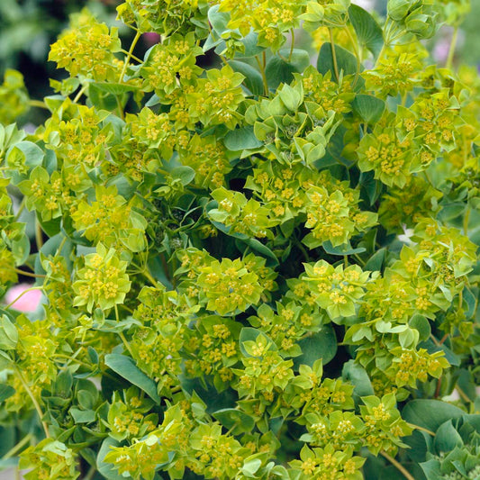 Bupleurum 'Griffithii'