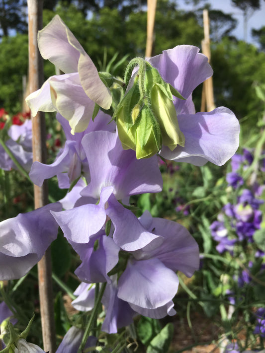 Sweet Pea 'Chelsea Centenary'