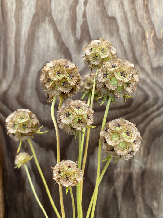 Scabiosa 'Ping Pong'