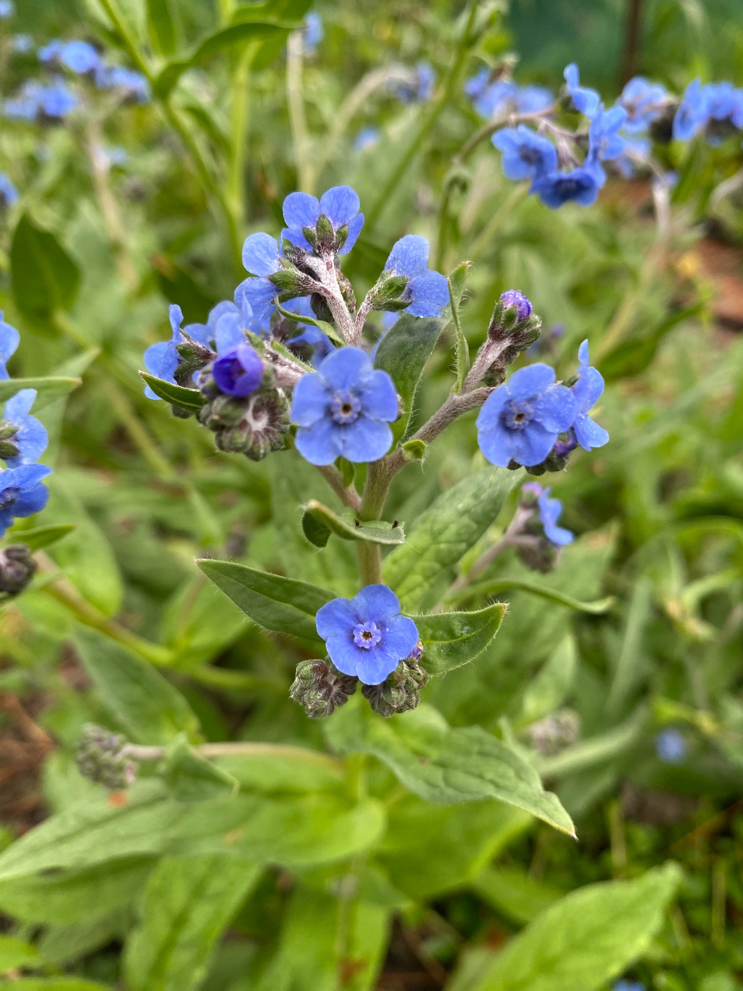 Cynoglossum amabile