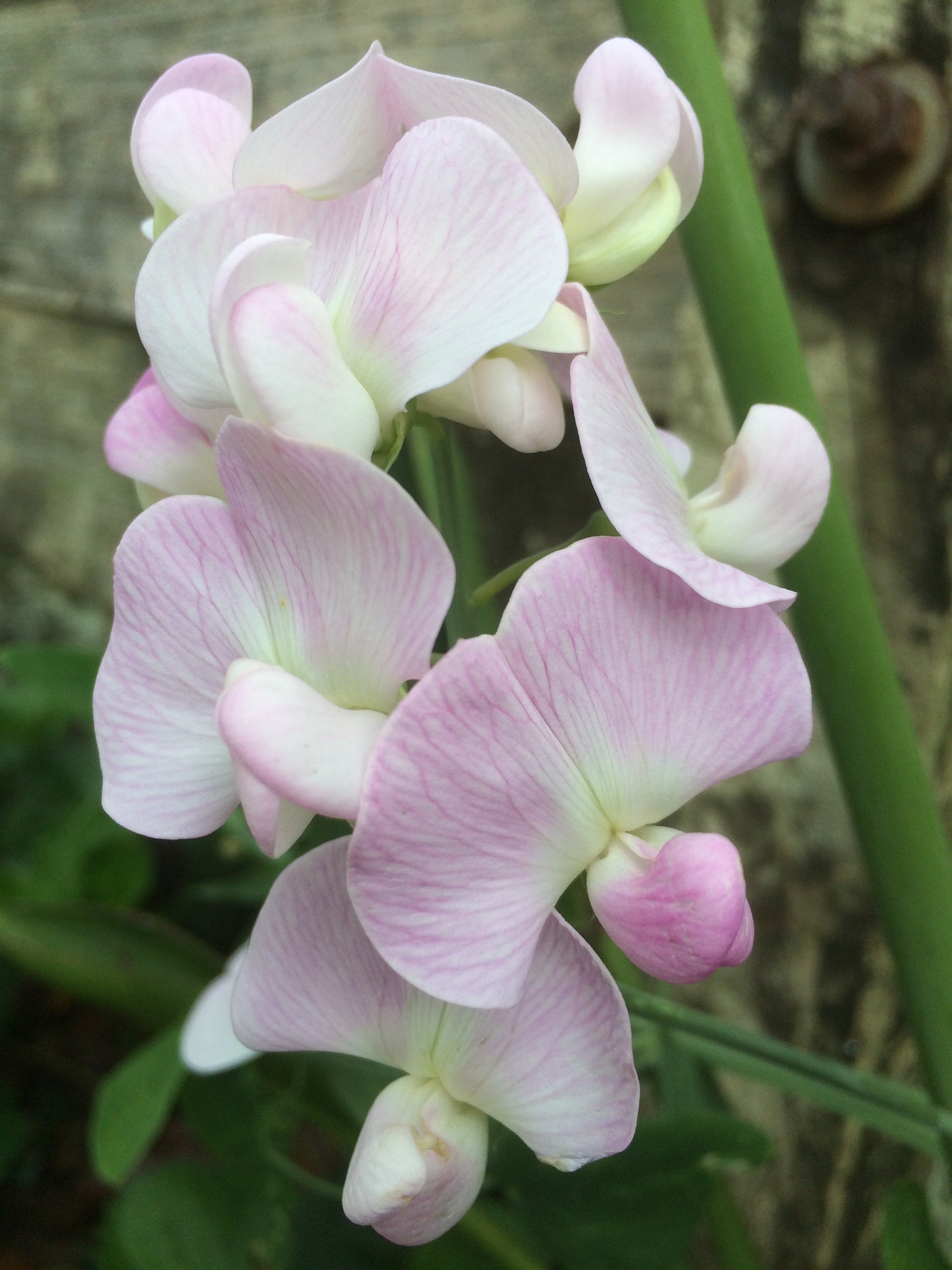 Lathyrus latifolius 'Pink Pearl'