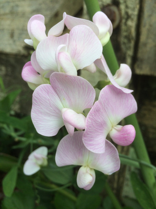 Lathyrus latifolius 'Pink Pearl'