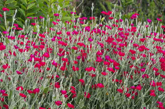 Lychnis coronaria pink