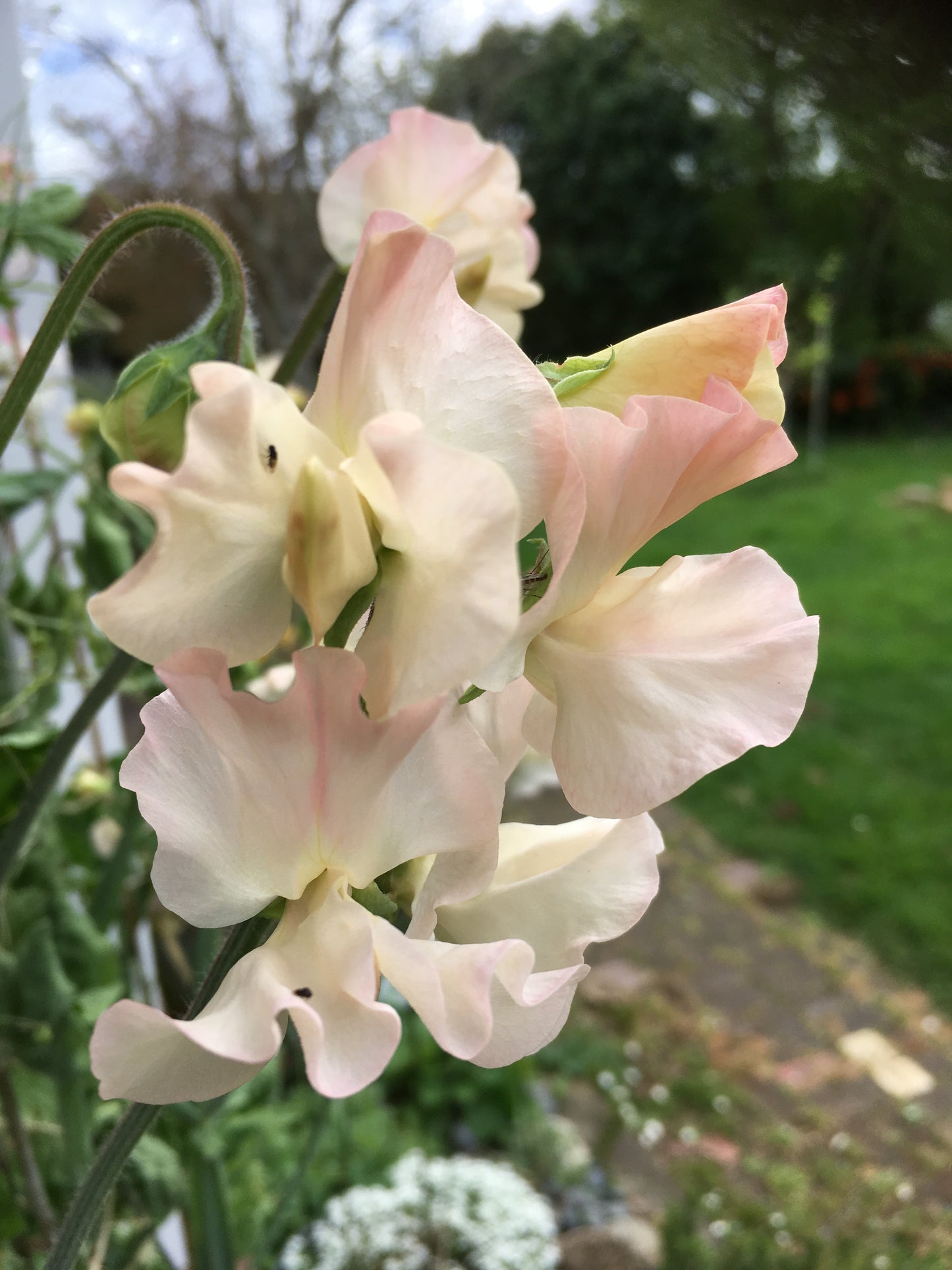 Sweet Pea 'Piggy Sue'