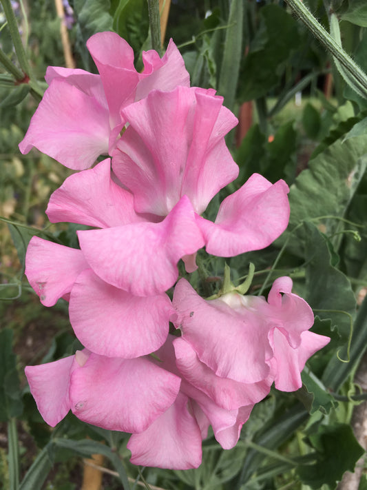 Sweet Pea 'Pink Nines'