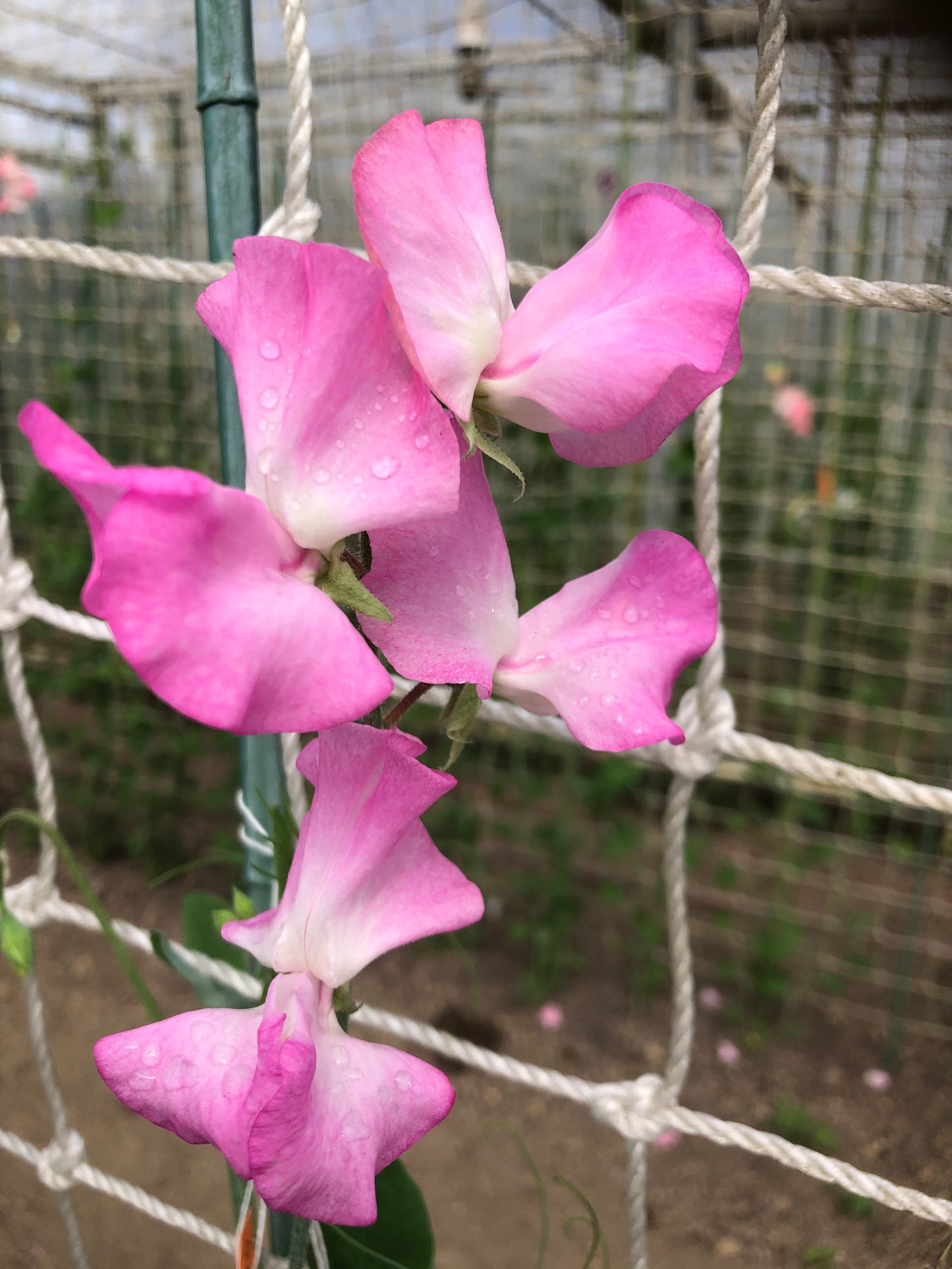 Sweet Pea 'Solstice Rose'