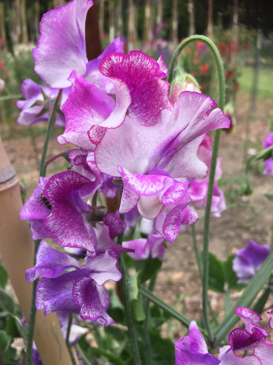 Sweet Pea 'Yorkshire Ripple'